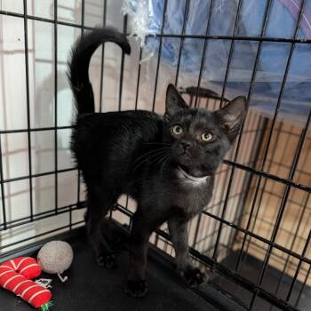 Grimm -  Domestic Short Hair Cat for Adoption in Cape Girardeau, Missouri - Grimm | PetCurious
