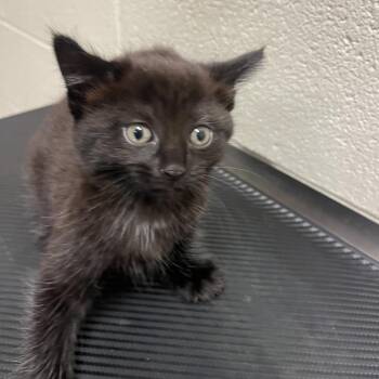 Charlotte -  Domestic Short Hair Cat for Adoption in Bristol, Indiana - Charlotte | PetCurious