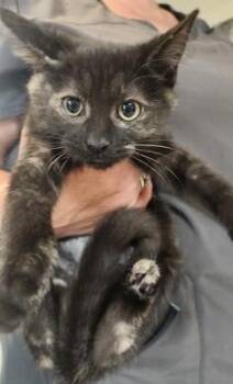 Darla -  Tortoiseshell and Domestic Short Hair Cat for Adoption in North Myrtle Beach, South Carolina - Darla | PetCurious