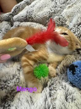 Mango -  Tabby and Domestic Short Hair Cat for Adoption in Shrewsbury, Massachusetts - Mango | PetCurious