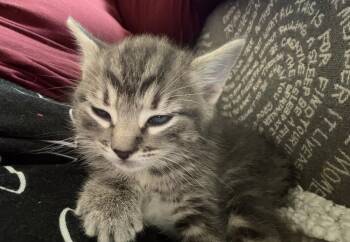 Rune -  Tabby and Domestic Short Hair Cat Available for Adoption in Richardson, Texas - Rune | PetCurious