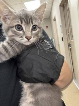 Julia -  Domestic Short Hair Cat for Adoption in Farmers Branch, Texas - Julia | PetCurious