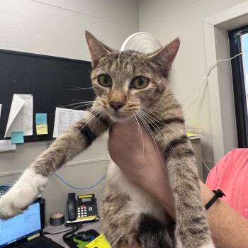 Justine -  Domestic Short Hair Cat for Adoption in Columbiana, Alabama - Justine | PetCurious
