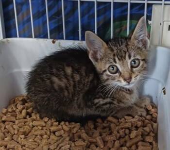 Mehgan -  Domestic Short Hair Cat for Adoption in West Memphis, Arkansas - Mehgan | PetCurious