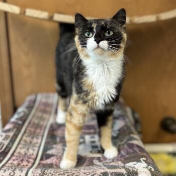 Domestic Short Hair Cats Available for Adoption in Fargo, North Dakota - Lady Luck***ADOPTION PENDING*** | PetCurious