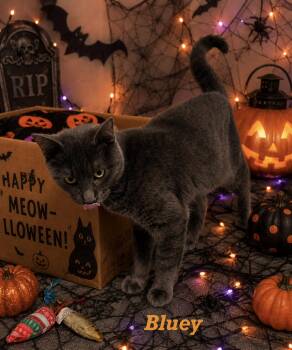 Bluey -  Domestic Short Hair Cat for Adoption in Leesville, Louisiana - Bluey | PetCurious