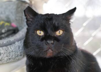 Domestic Short Hair Cats Available for Adoption - Jellybean | PetCurious