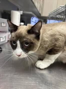 RACCOON -  Siamese Cat for Adoption in Las Vegas, Nevada - RACCOON | PetCurious