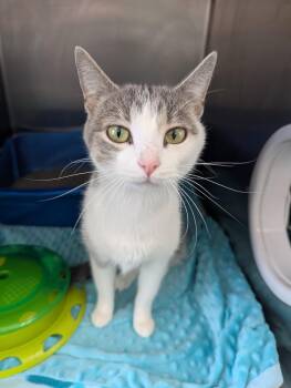 Domestic Short Hair Cats Available for Adoption in Oconto, Wisconsin - Lainey | PetCurious