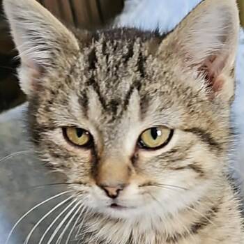 Domestic Short Hair Cats Available for Adoption in Grinnell, Iowa - Linguine | PetCurious