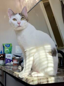 Valentina -  Domestic Short Hair Cat for Adoption in Andover, Connecticut - Valentina | PetCurious