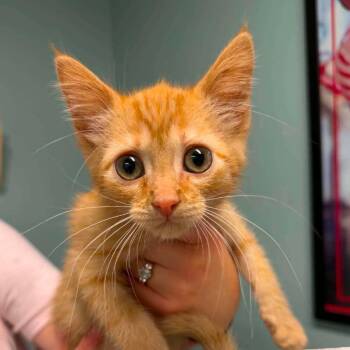 Cooper -  Domestic Short Hair Cat for Adoption in Edwardsville, Illinois - Cooper | PetCurious
