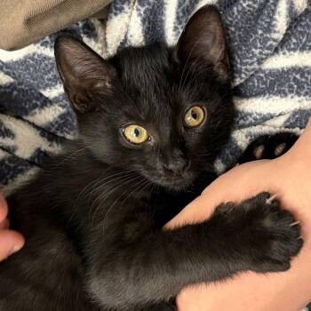 Reine -  Domestic Short Hair Cat for Adoption in Manhattan Beach, California - Reine | PetCurious