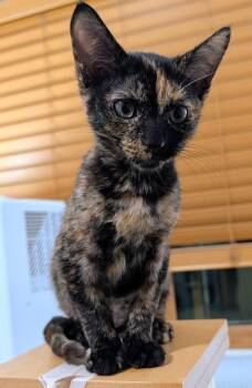 Glitterbug26 -  Domestic Short Hair Cat for Adoption in Youngsville, North Carolina - Glitterbug26 | PetCurious