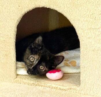 Kitten Dory -  Domestic Short Hair and Tortoiseshell Cat for Adoption in Seal Beach, California - Kitten Dory | PetCurious