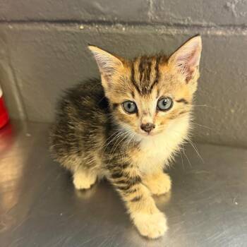 TUSC-Stray-85827_2_3 -  Domestic Short Hair Cat for Adoption in Tuscaloosa, Alabama - TUSC-Stray-85827_2_3 | PetCurious