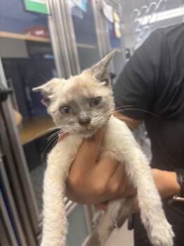 A142520 -  Siamese Cat for Adoption in Burbank, California - A142520 | PetCurious