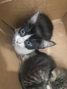 XIMENA -  Domestic Short Hair Cat for Adoption in Dallas, Texas - XIMENA | PetCurious