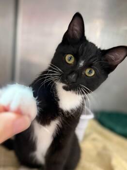 Domestic Short Hair Cats Available for Adoption - Frye | PetCurious