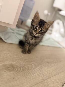 Domestic Long Hair Cats Available for Adoption in Camden, South Carolina - Sucker (available For Pre-adoption) | PetCurious