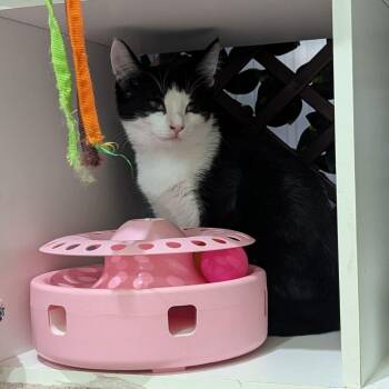 Fern -  Tuxedo Cat for Adoption in Grand Rapids, Michigan - Fern | PetCurious
