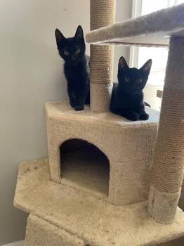 Mike & Magic -  Domestic Short Hair Cat Available for Adoption in Pompton Lakes, New Jersey - Mike & Magic | PetCurious