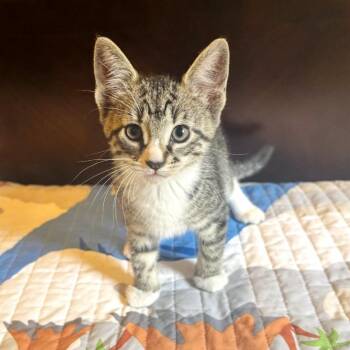 Domestic Short Hair Cats Available for Adoption in Brownsboro, Alabama - Lita Ford | PetCurious