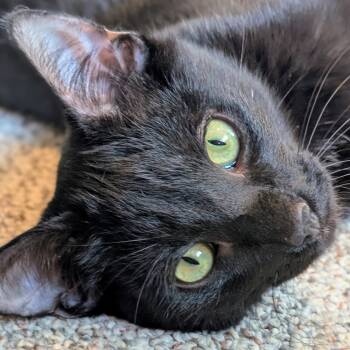 Rescue Domestic Short Hair Cats for Adoption in Woodstock, Illinois - Neptune | PetCurious