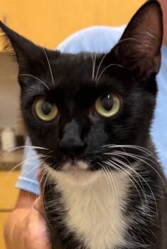 HALO -  Domestic Short Hair Cat for Adoption in Elizabethton, Tennessee - HALO | PetCurious