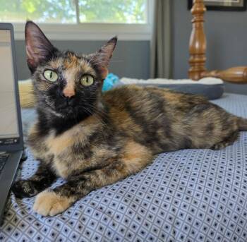 4/19/26 Momma Mango -  Domestic Short Hair Cat for Adoption in Stillwater, Oklahoma - 4/19/26 Momma Mango | PetCurious
