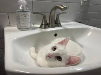 Rescue Domestic Short Hair Cats for Adoption in Mokena, Illinois - Betty | PetCurious