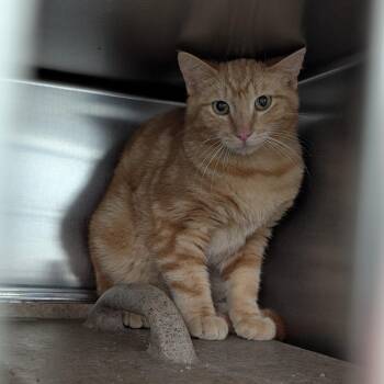Barn Cat 38 -  Domestic Short Hair Cat Available for Adoption in Independence, Kansas - Barn Cat 38 | PetCurious