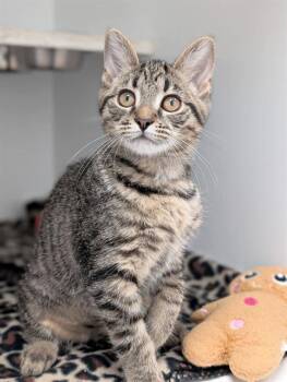 HONEY NUT -  Domestic Short Hair Cat for Adoption in Canfield, Ohio - HONEY NUT | PetCurious