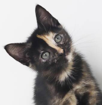 Mooshka is our rainbow magical mushball -  Tortoiseshell Cat for Adoption in Bedford Hills, New York - Mooshka Is Our Rainbow Magical Mushball | PetCurious