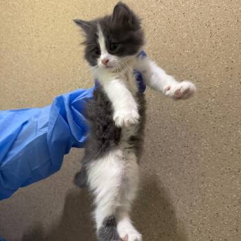 Fruit Bat -  Domestic Short Hair Cat for Adoption in Pekin, Illinois - Fruit Bat | PetCurious