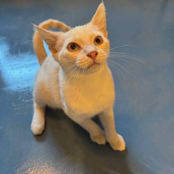 Rescue Siamese and Domestic Short Hair Cats for Adoption in Guthrie, Oklahoma - Moth | PetCurious