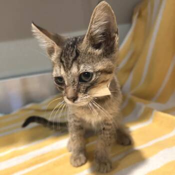 IVHS-Stray-143750 -  Domestic Short Hair Cat for Adoption in San Gabriel, California - IVHS-Stray-143750 | PetCurious