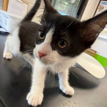 Lexi -  Domestic Short Hair Cat for Adoption in Ponca City, Oklahoma - Lexi | PetCurious