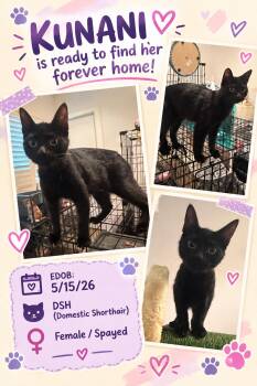 Kunani OR14523-T -  Domestic Short Hair Cat for Adoption in Missouri City, Texas - Kunani OR14523-T | PetCurious