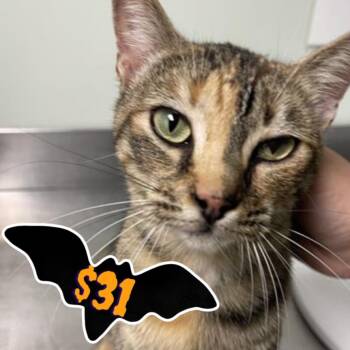 Rescue Domestic Short Hair Cats for Adoption in Santa Cruz, California - BLUE JAY* | PetCurious