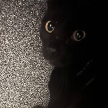 Joshua -  Domestic Short Hair Cat for Adoption in Edinburg, Texas - Joshua | PetCurious