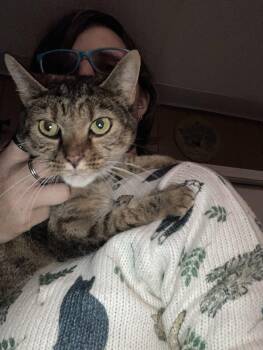 Sarah -  Domestic Short Hair Cat for Adoption in Chatham, Virginia - Sarah | PetCurious