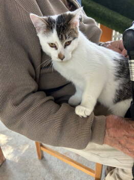 Rescue Tabby Cats for Adoption in Chicago, Illinois - Snowy | PetCurious