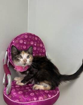 Demi -  Domestic Short Hair Cat for Adoption in Picayune, Mississippi - Demi | PetCurious
