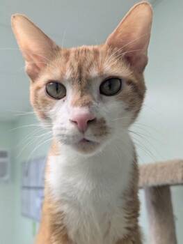 Domestic Short Hair Cats Available for Adoption - Slim Jim | PetCurious