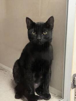 Pokey - I am at Petsmart Northborough -  Domestic Short Hair Cat for Adoption in East Brookfield, Massachusetts - Pokey - I Am At Petsmart Northborough | PetCurious