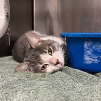 Rescue Domestic Short Hair Cats for Adoption in York, Pennsylvania - Cat Burglar | PetCurious