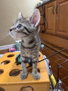 Aelin -  Domestic Short Hair Cat Available for Adoption in Sebastian, Florida - Aelin | PetCurious