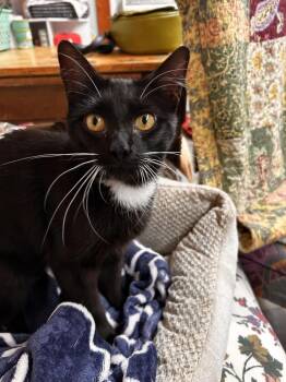 Susie -  Domestic Short Hair Cat for Adoption in Breinigsville, Pennsylvania - Susie | PetCurious