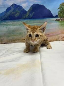 Bisque -  Domestic Short Hair Cat for Adoption in San Antonio, Texas - Bisque | PetCurious